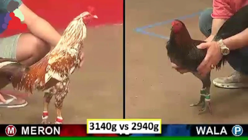 Rules and regulations in cockfighting 