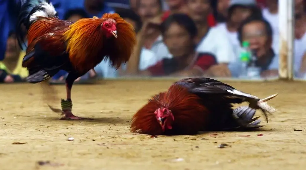 Terminology of online cockfighting