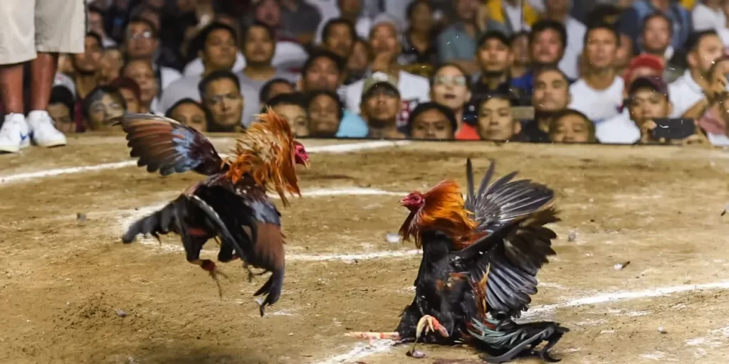 Cockfighting terminology in competition