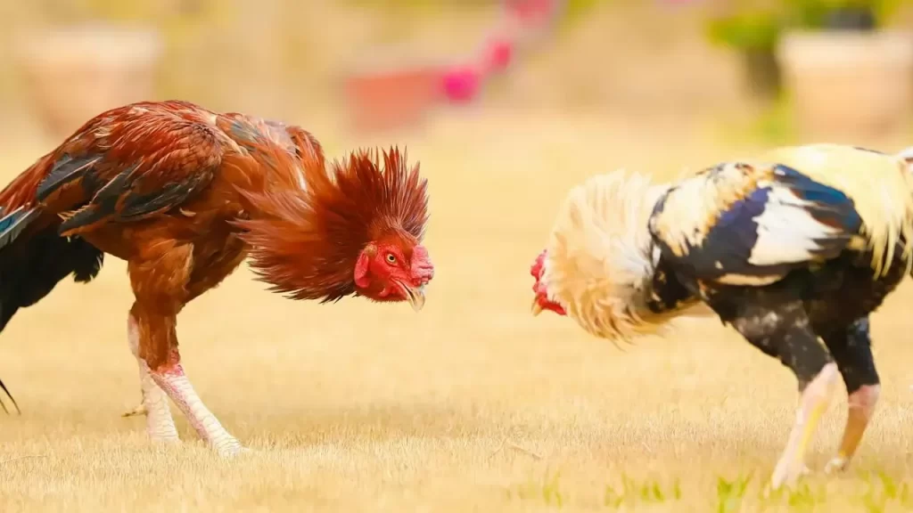 Unveiling the Secret Language of Cockfighting Terms