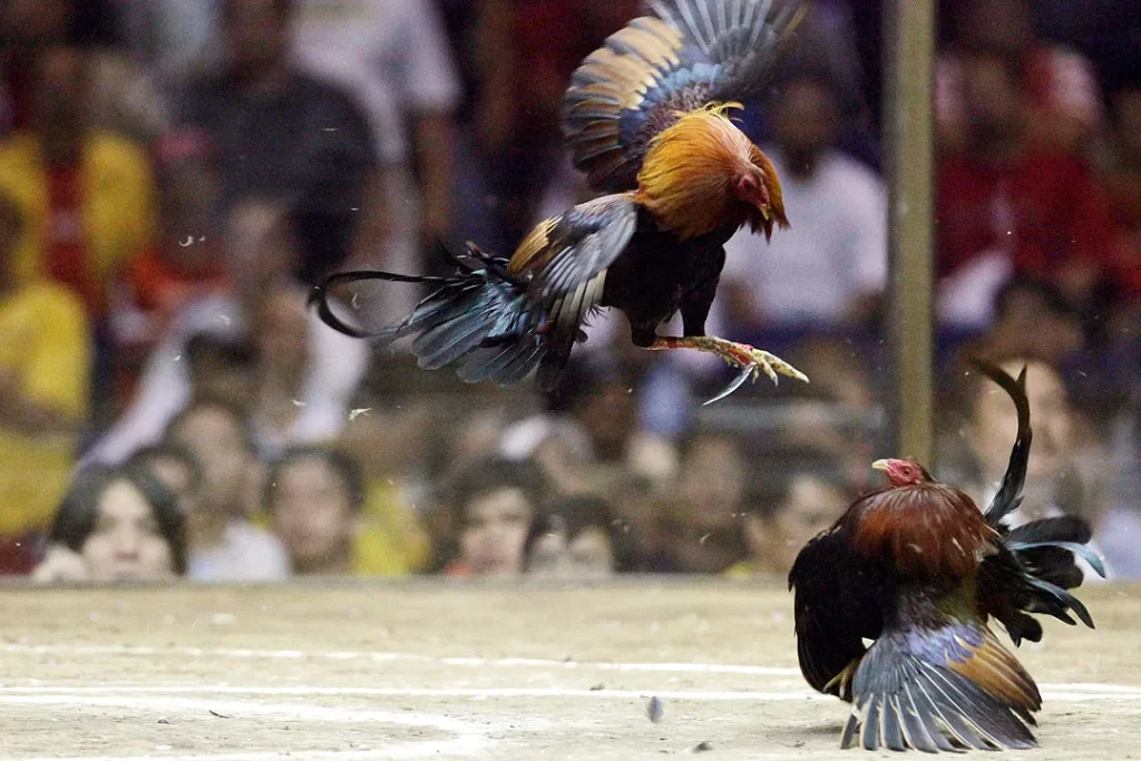 Basic Game Rules of Cockfighting at Thomo Arena