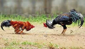 Exploring Online Cockfighting Techniques and Strategies